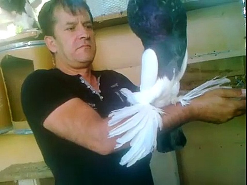 Huge Balloon Pigeon