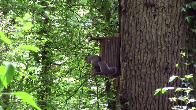 Airgun Show – Nutty squirrel hunting and the Crosman 2250 XL on test