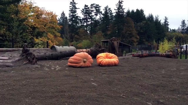 Lily and the elephant family pulverized two gigantic pumpkins at Squishing of the Squash!