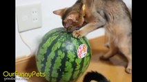 Funny Videos - Funny Cats - Funny Vines - Cool Cute Videos #3