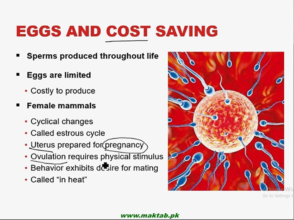 FSc Biology Book2, CH 18, LEC 5; Menstrual Cycle