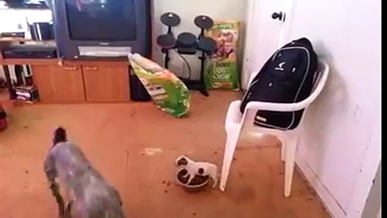 c'est toujours les plus petits qui commande