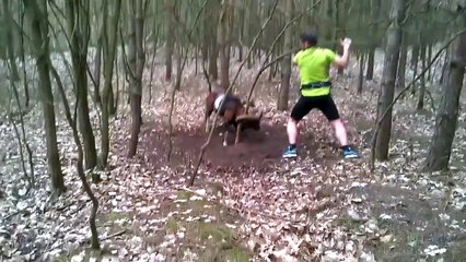 Ce mouflon aurait pu mourir sans l’intervention de cet homme