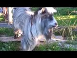 Funny videos - Funny new clips - Funniest recent animals - August   2015 must watch