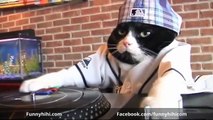 FUNNY CAT Funny dog Funny cats compilation Funny dogs videos