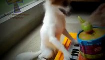 Cute and funny animal compilation  Funny animals playing instruments