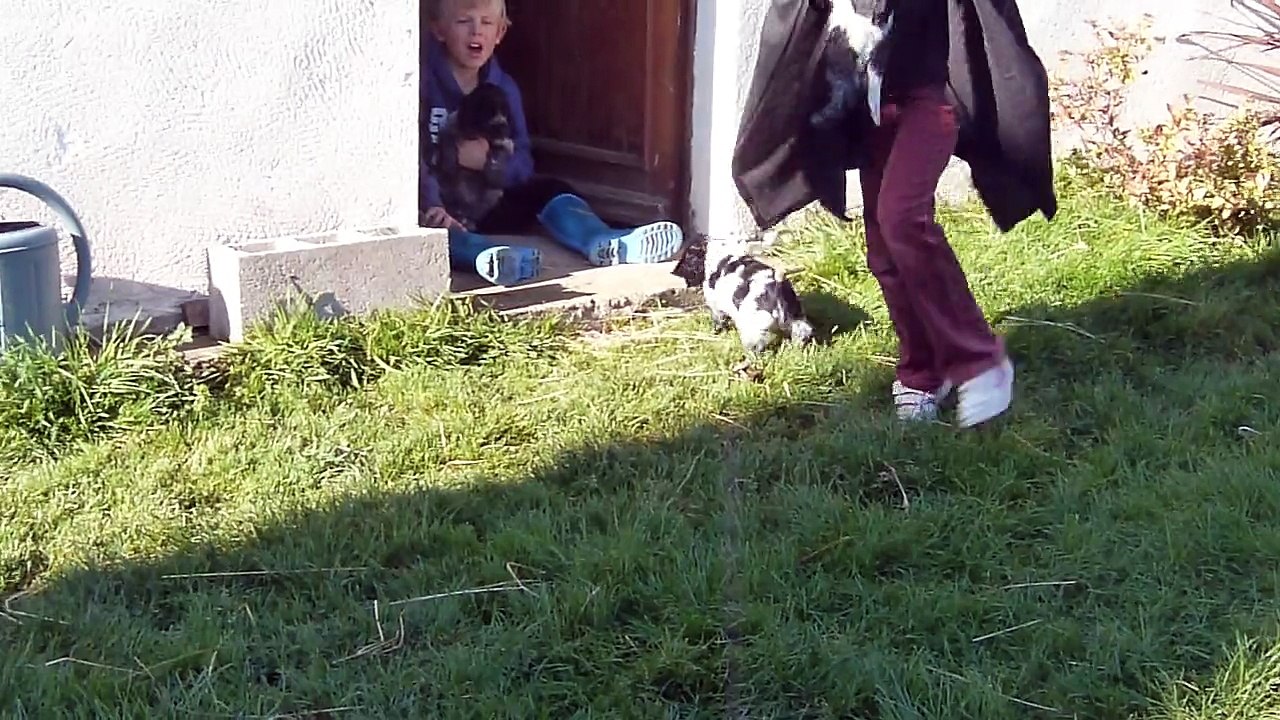 les chiots et le tunnel