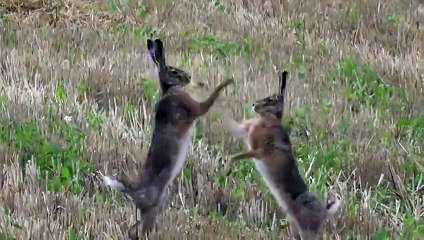 boxing hares in slow motion