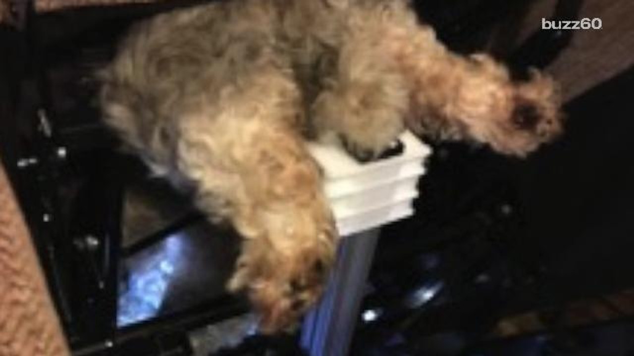 Dog escapes being eaten by reclining chair