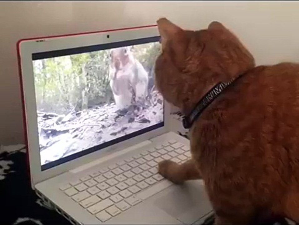 Le chat confus devant l'ordinateur