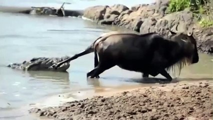 Crocodile vs Wildebeest  battle at krugar  Crocodile attack wildbeast,buffalo vs crocodile