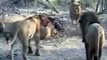 Lion attack Lions Against All Fighting Lions lion wildlife history documentary