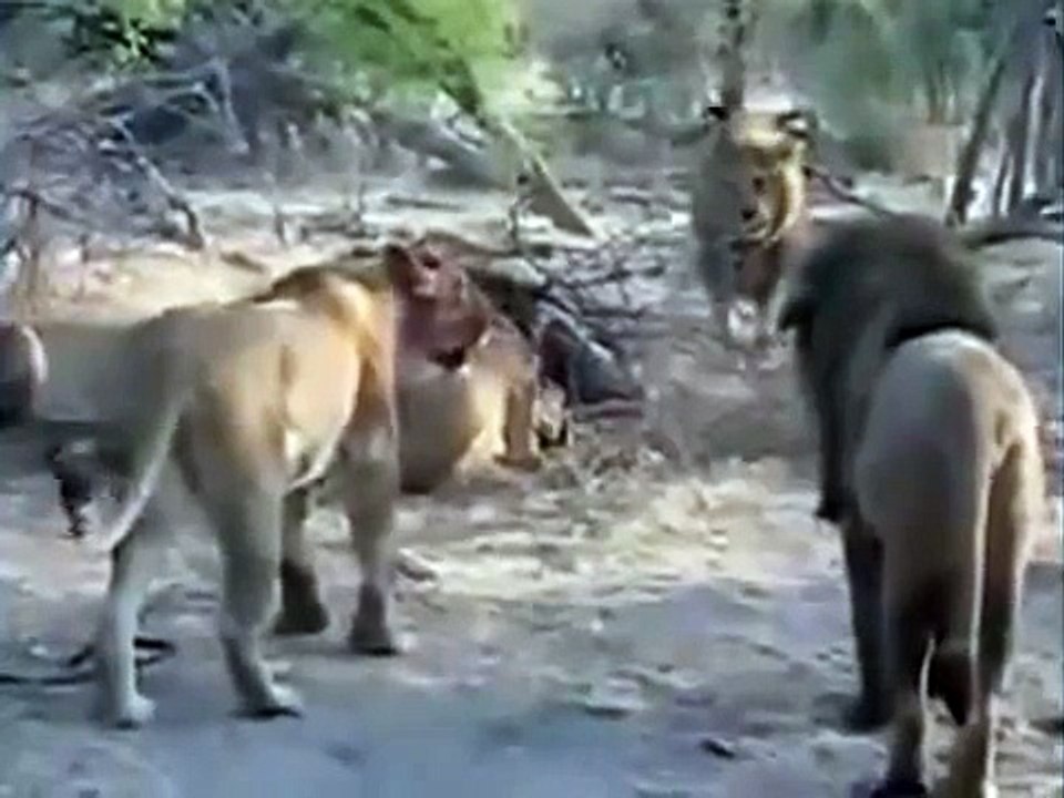 Lion attack Lions Against All Fighting Lions lion wildlife history documentary