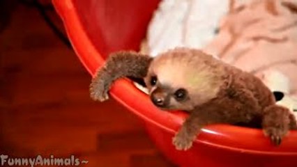 Funny Sloth Cute and Adorable Baby Sloth | Best Video 2015