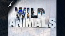 Lion Attacks Zebra Baby Must See   Animal Attacks And Loves   YouTube when animals attack