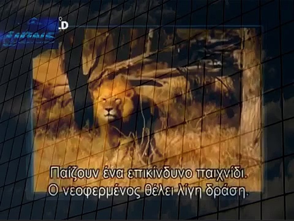 Lion kills Cheetah Lion kills Leopard Lion vs Leopard 2013 Most Dangerous Battle Best Wild Ani