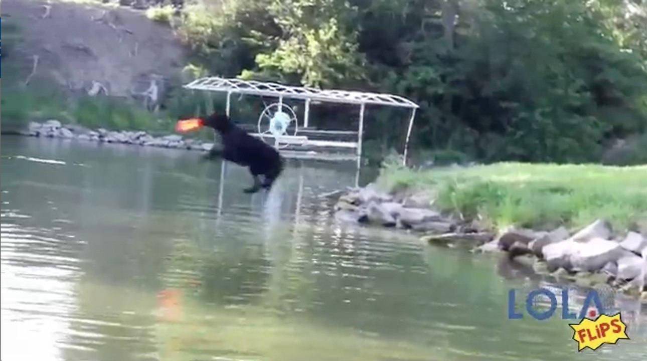 Awesome Frisbee Catching Dog!