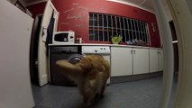 Cute Golden retriever rescuing her teddy bear - YouTube