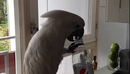 Попугай, который смог