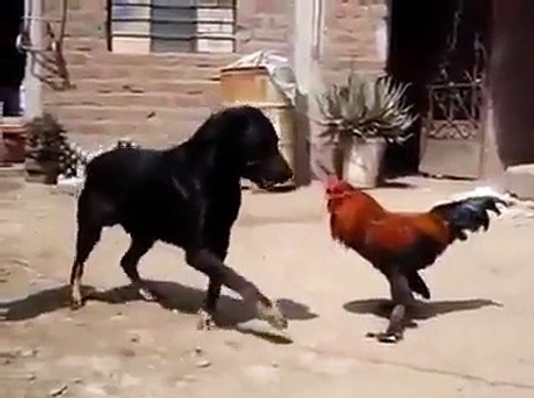 Bu adam kafayı yemiş bildiğin kaktüs yiyor! - Komik videolar - Funny videos