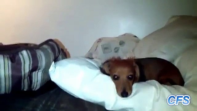 Güzel çalıyor. İyi bir yetenek - Komik videolar - Funny videos