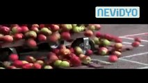 Hırsızlık Yapan Penguen iş Başında - Komik videolar - Funny videos
