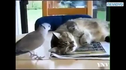 Kayak pistleri böyle beceriksizlik görmedi - Komik videolar - Funny videos