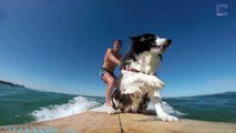 Surfing Dogs On A Mission To Be Professional Surfers
