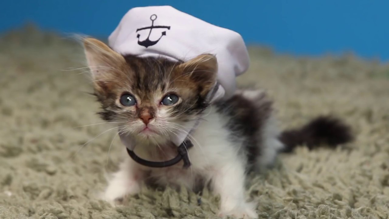 Funny cats 2015 HD