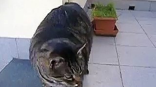 Poor fat cat Funny Accident 2013 for FAIL Compilation 2013 [HD+] ПРИКОЛЫ 2013 FUNNY ACCIDE