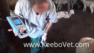 Sheep pregnancy 130 days diagnosed with veterinary ultrasound