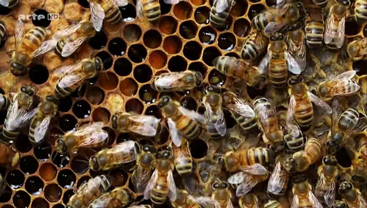 Epigenetik - Sind wir Gene oder Umwelt (Arte Doku)