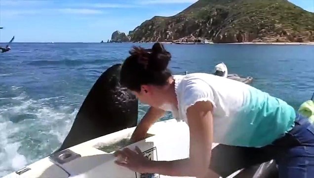 Feeding the Lions Sea Lion Tricks