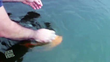 Fish Plays Fetch Like A Dog