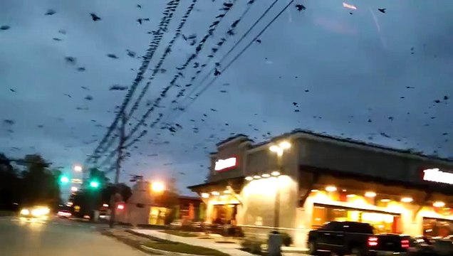 Flock Of Birds In Houston Alfred Hitchcocks Nightmare