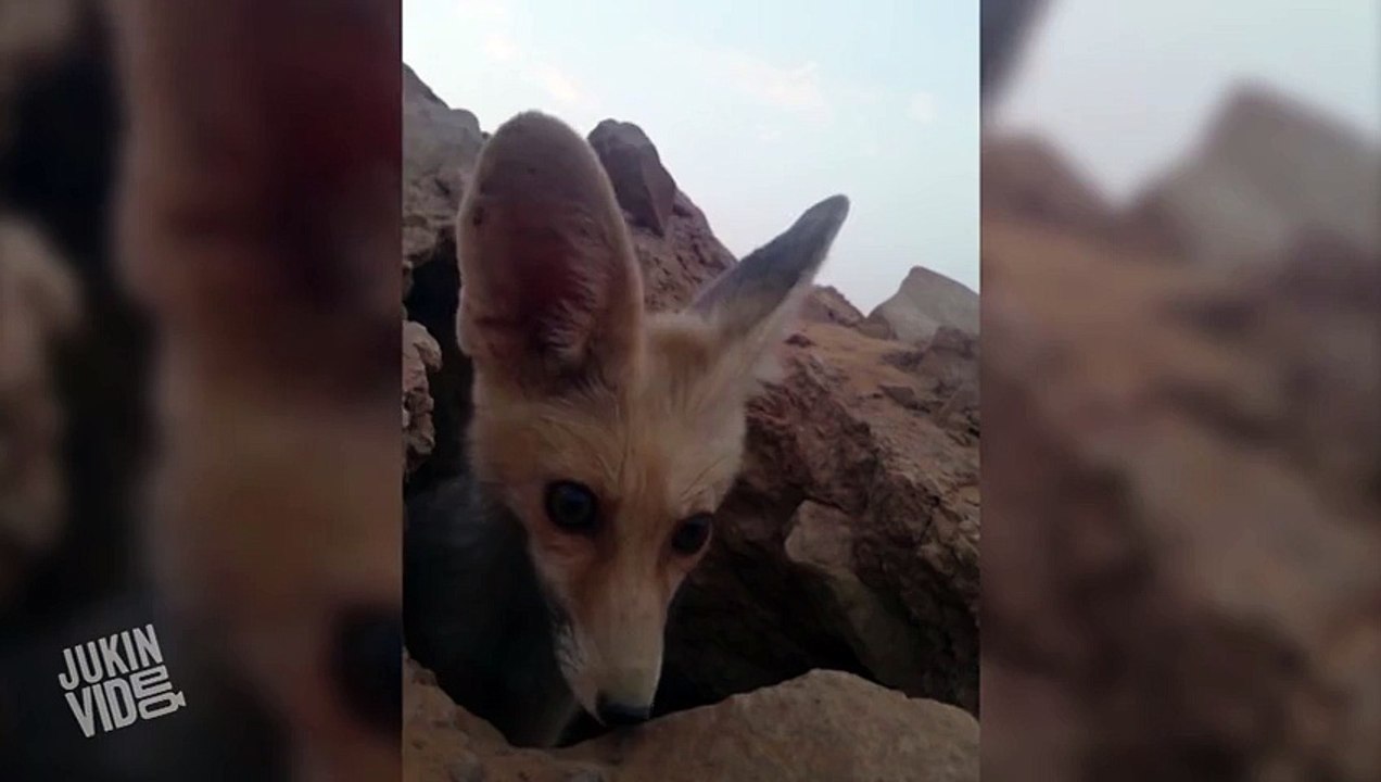 Foxy Phone Thief