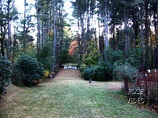 Wild Turkeys In The Trees
