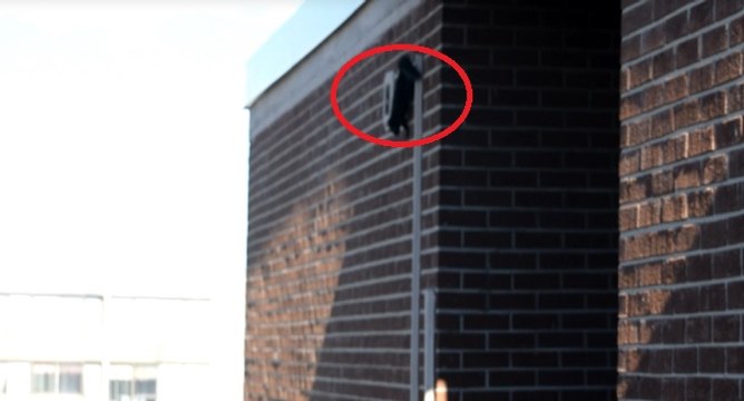 Un écureuil fait un saut incroyable depuis le 21e étage d'un immeuble