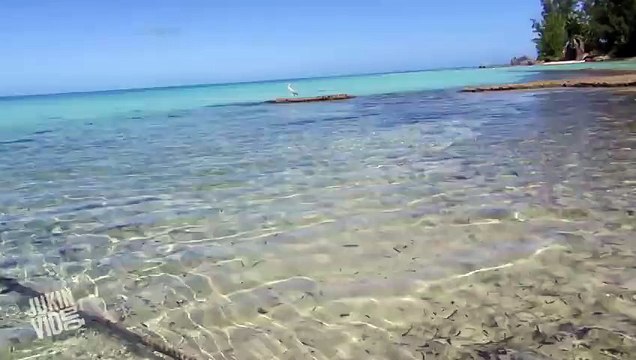 Giant Trevally Fish Attack On The Prowl