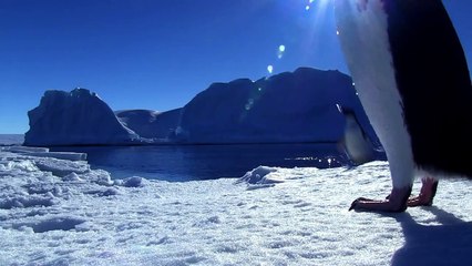 Adelie Penguin Slaps Giant Emperor Chick!