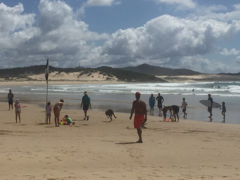 Kangaroo Escapes to the Beach