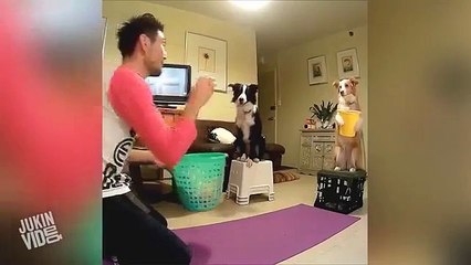 Пес ловит шарики в ведерко