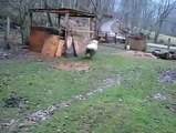 Sheep raised by dogs thinks it's one of them.