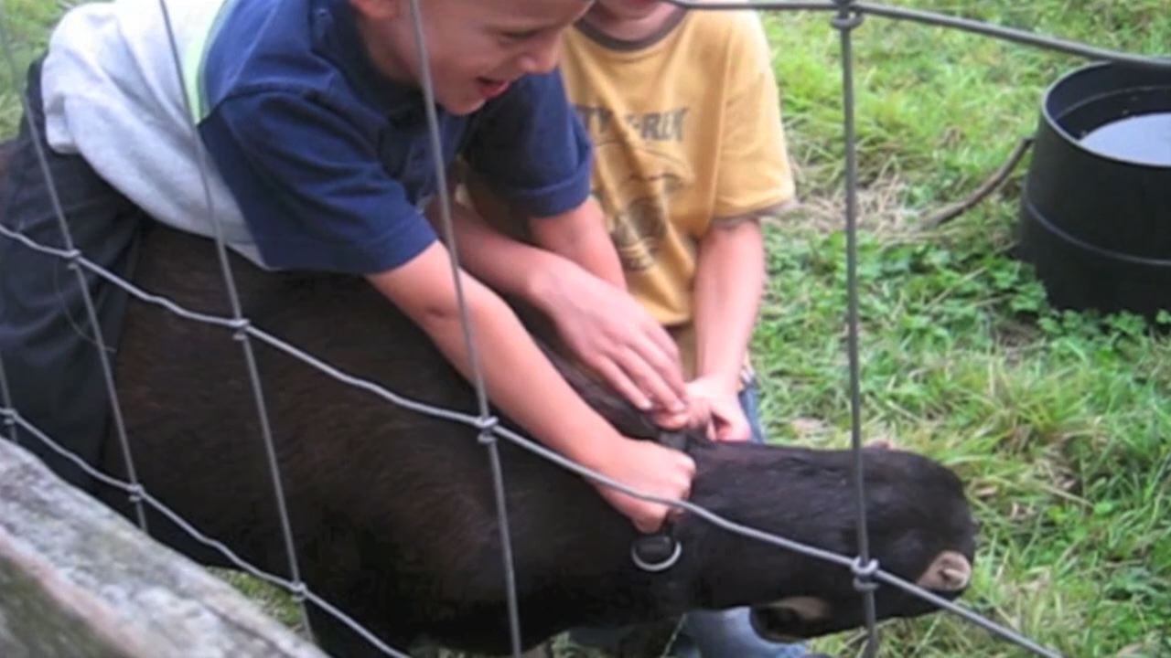 Boy Fails At Goat Rodeo