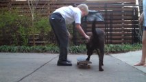 Skateboarding Dog Steals Camera