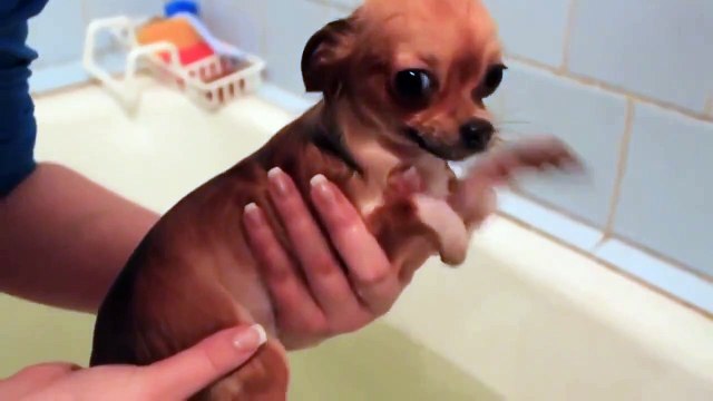 Как купается Чихуа хуа Очень смешно! Это надо видеть