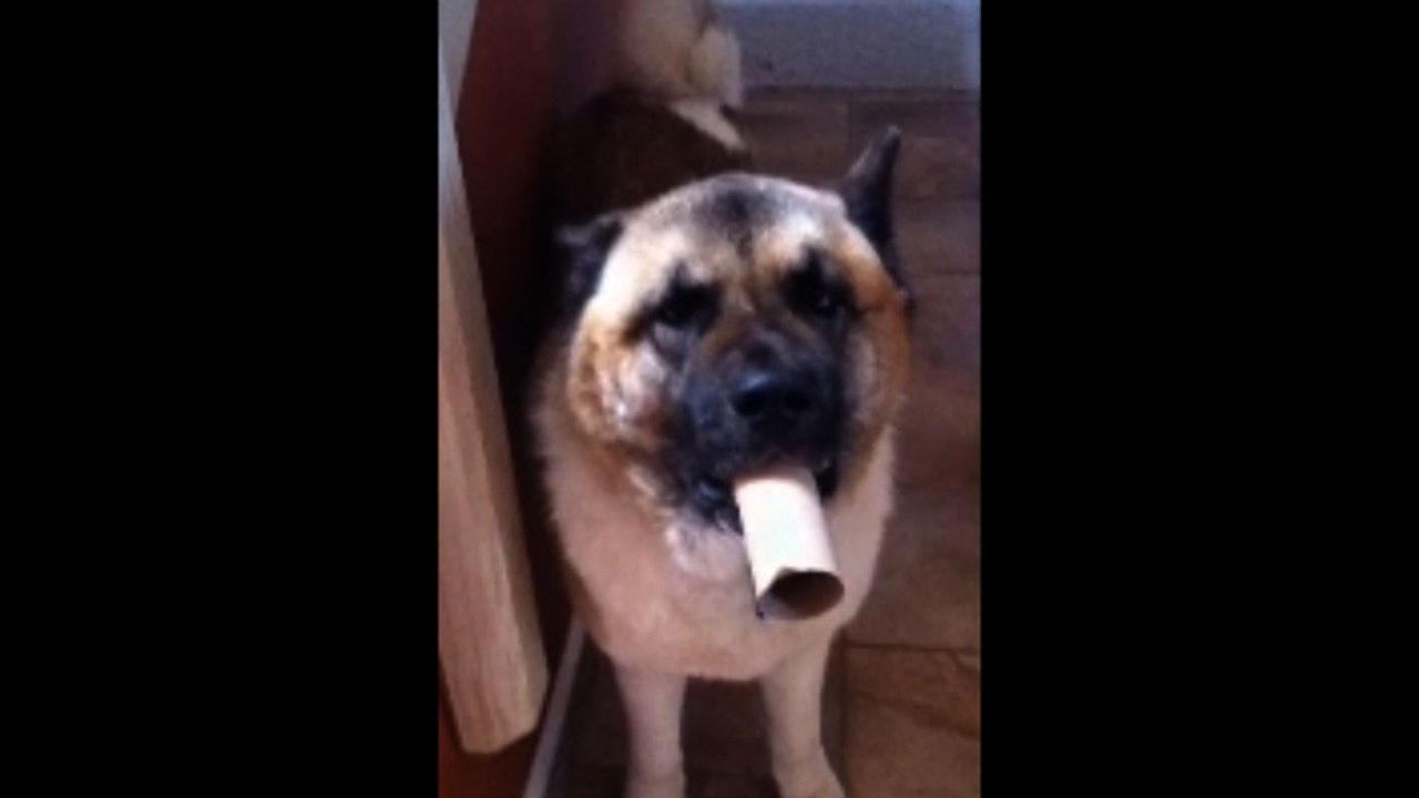 Dog Uses Toilet Paper Roll As Megaphone