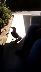 Crow says Fuck you
