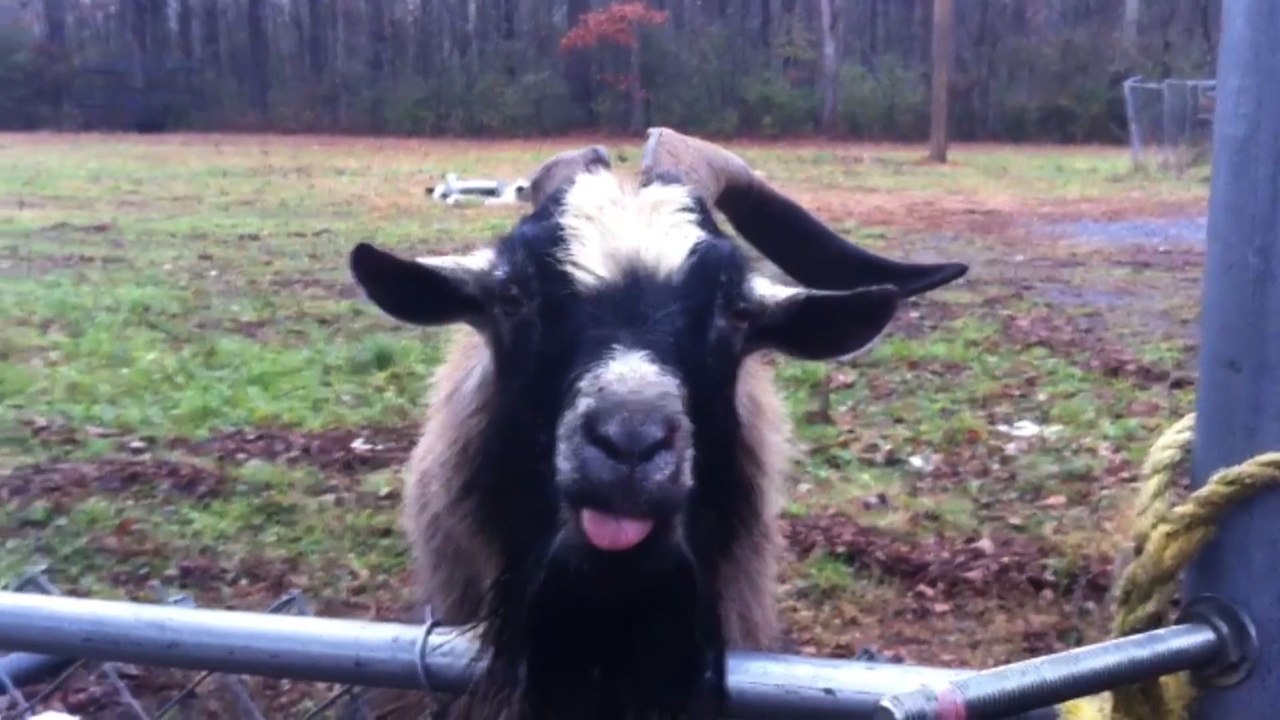 Blubbering Billy Goat Makes Weird Noises