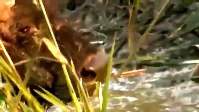 Documental de Leones Salvajes Cazando Bufalos Español | Documentales National Geograpghic